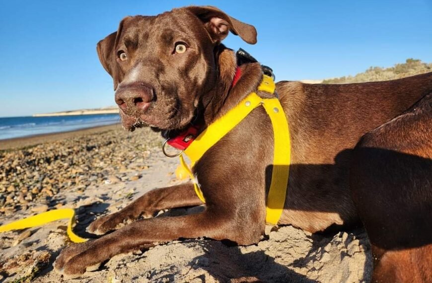 Su mascota escapó tras un accidente y lo busca desesperada
