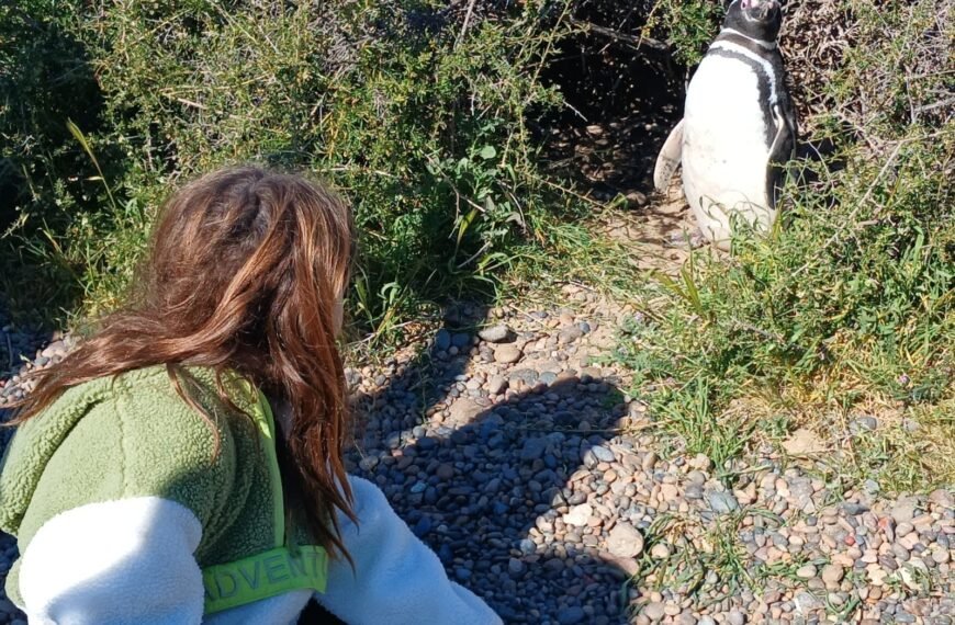 Comenzó la temporada de Pingüinos de Magallanes en Punta Tombo