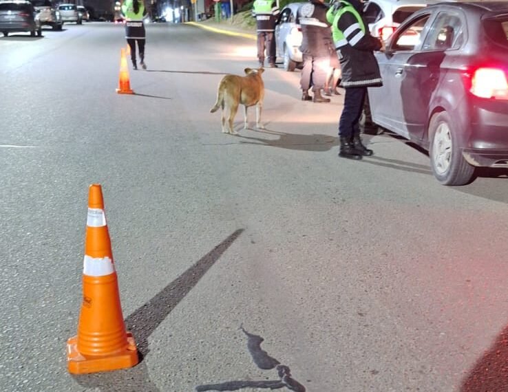 Seis conductores con alcoholemia positiva en controles céntricos