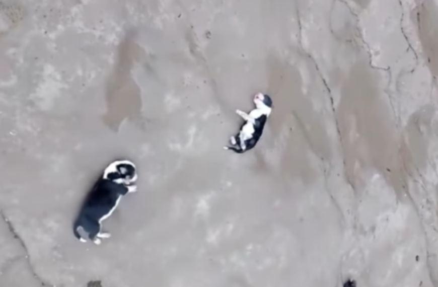 Iniciarán una investigación por la muerte de los cachorros en la playa de Km 8