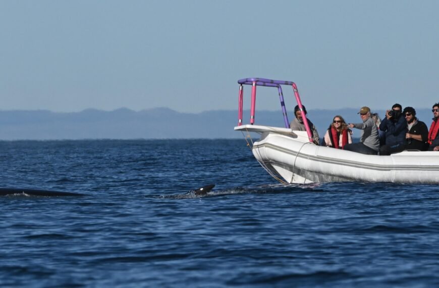 El Senado de la Nación declaró de interés al proyecto sobre Cetáceos del Golfo San Jorge y al estudio sobre Orcas de Península Valdés