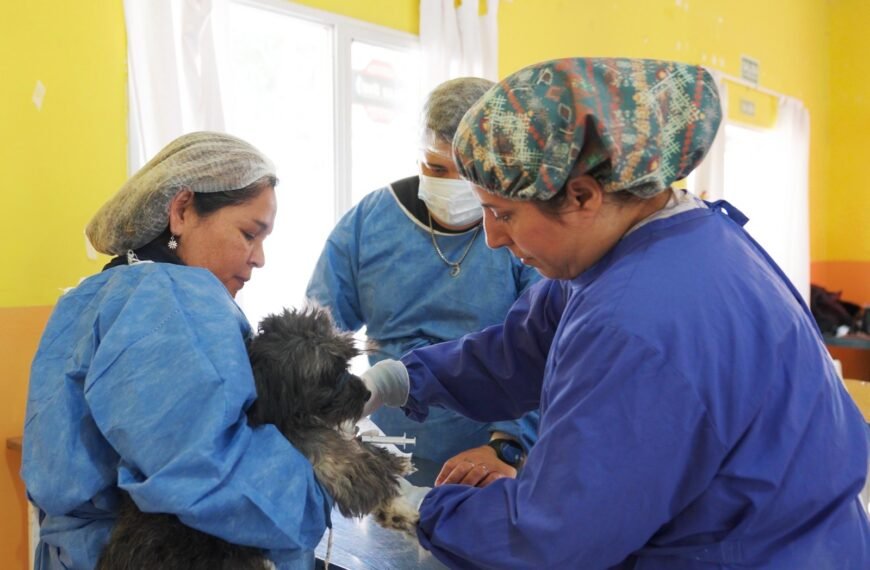 El servicio de castración municipal se encuentra brindando atención en la Vecinal del barrio San Cayetano