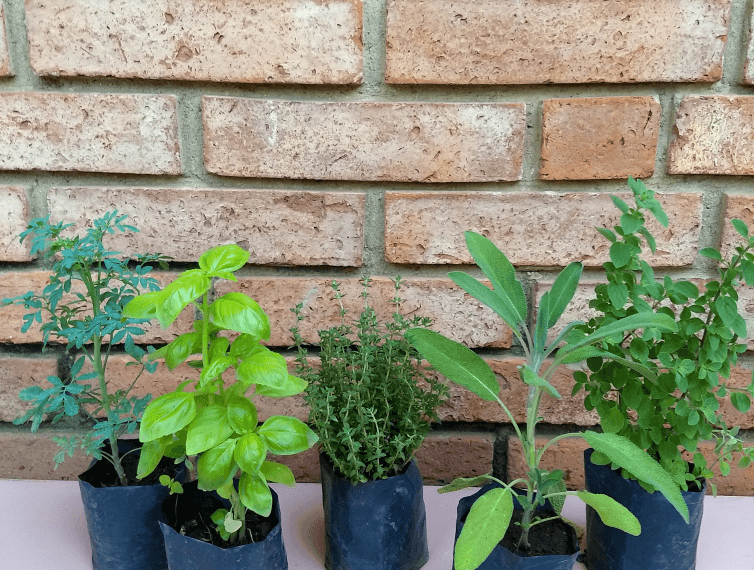 Nueva Jornada de EcoCanje en Comodoro Rivadavia: intercambia residuos por plantines y colabora con la Casa del Niño