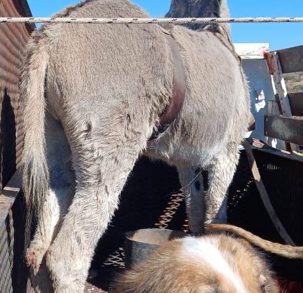 Llevaba un burro en la camioneta y lo&hellip;