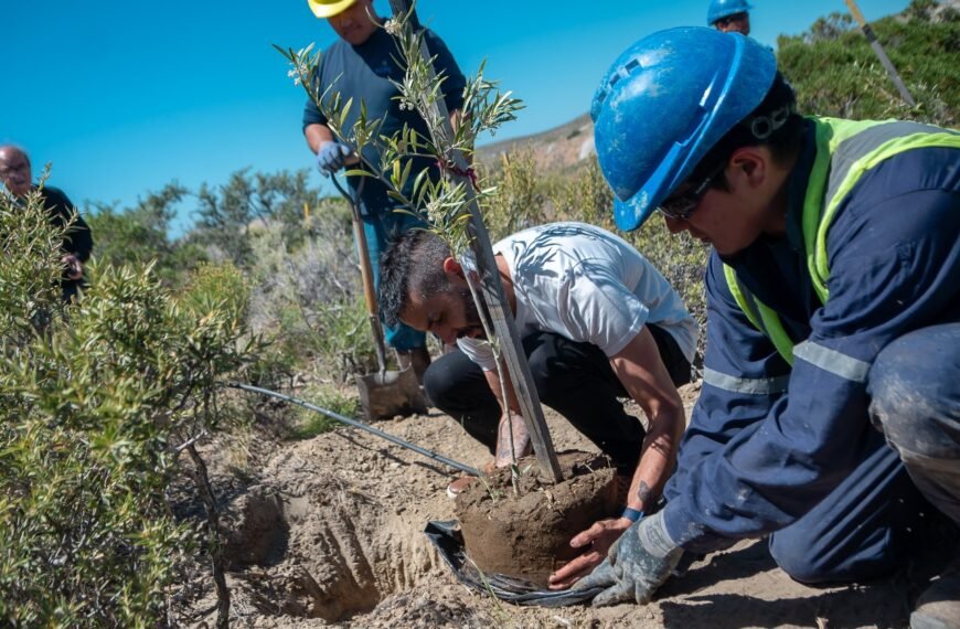 La SCPL, el INBIOP y el Centro de Jubilados inauguraron la plantación modelo de olivos en el Parque Astra irrigada con efluente tratado