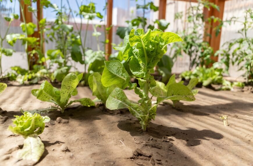 Quedó inaugurada una huerta saludable en la Escuela N° 146 de Km. 3