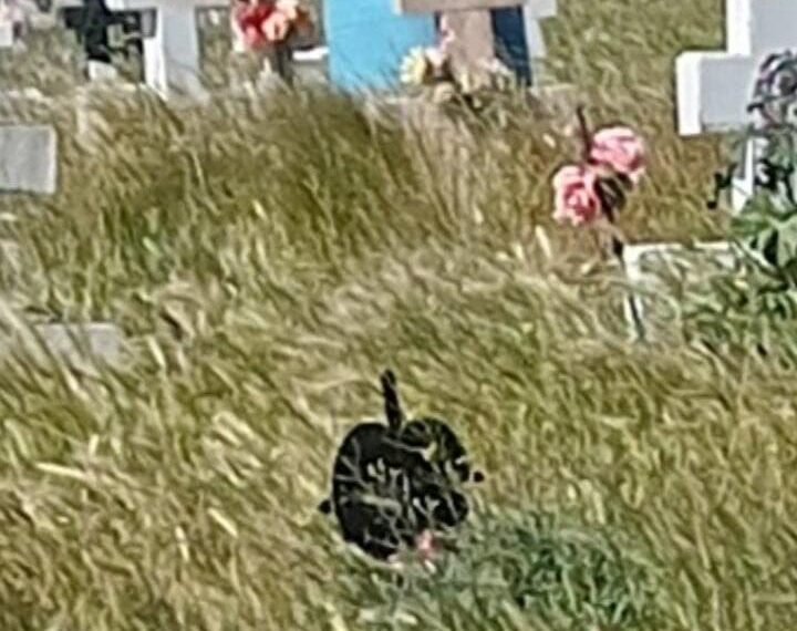 Vecinos de Comodoro reclaman mejoras urgentes en la limpieza del cementerio Oeste