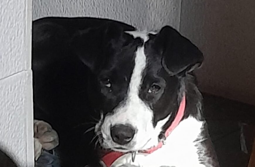 Buscan a la familia de una perrita encontrada en la zona de Restinga Alí y Kilómetro 8