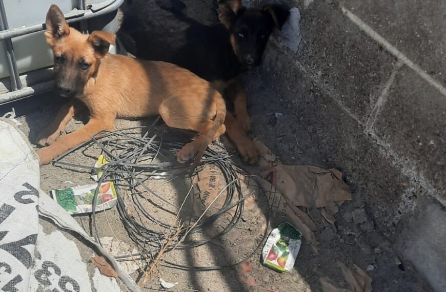Abandonaron cachorros en el barrio Los Bretes y buscan familias responsables para su adopción