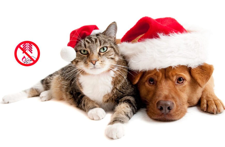 Cómo proteger a perros y gatos del estrés por fuegos artificiales en las fiestas