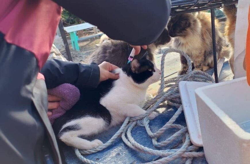 Chubut aplicó más de 18.000 vacunas antirrábicas de uso veterinario durante 2024
