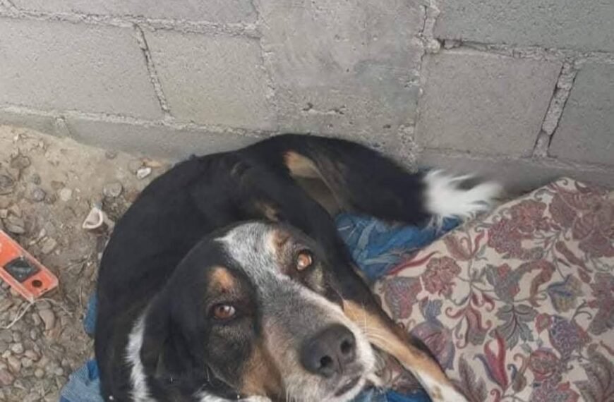 Denuncian que un hombre electrocuta y mata a tiros a mascotas en Km 5