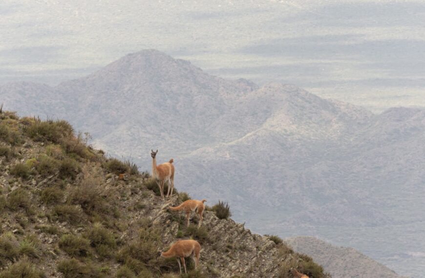 Chubut se posiciona a la vanguardia de las políticas públicas contra el maltrato animal en el país