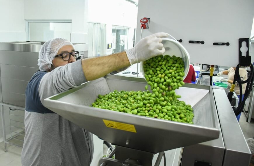 Comodoro cosecha futuro: Se inició la cosecha 2025 para la extracción de aceite de oliva con sello local