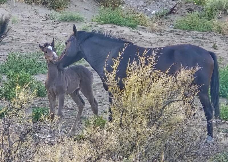 Dia del Animal, nada que festejar: Se robaron un potrillo en Rada Tilly