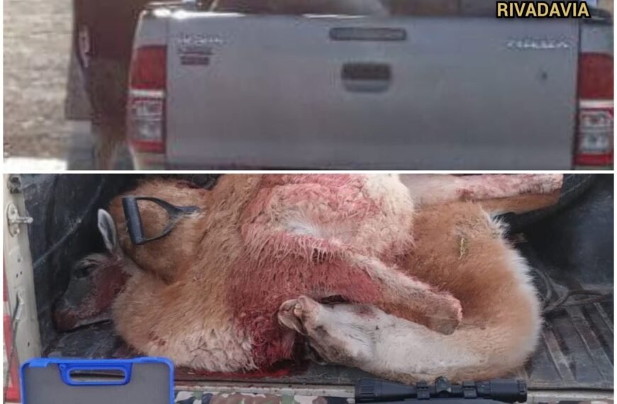 Llevaba guanacos faenados y armas de fuego pero lo sorprendió un control