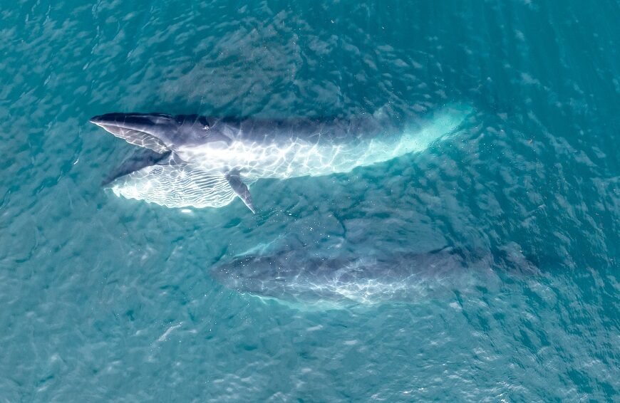 La ballena Sei del Golfo San Jorge, será tema central del CENPAT en su tercer conversatorio