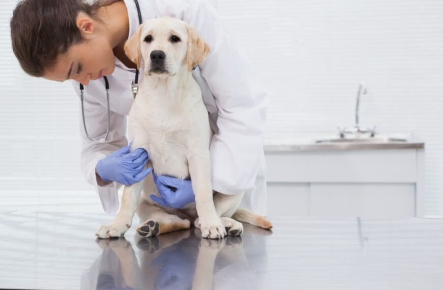 Esterilización canina y felina en la vecinal de Caleta Córdova