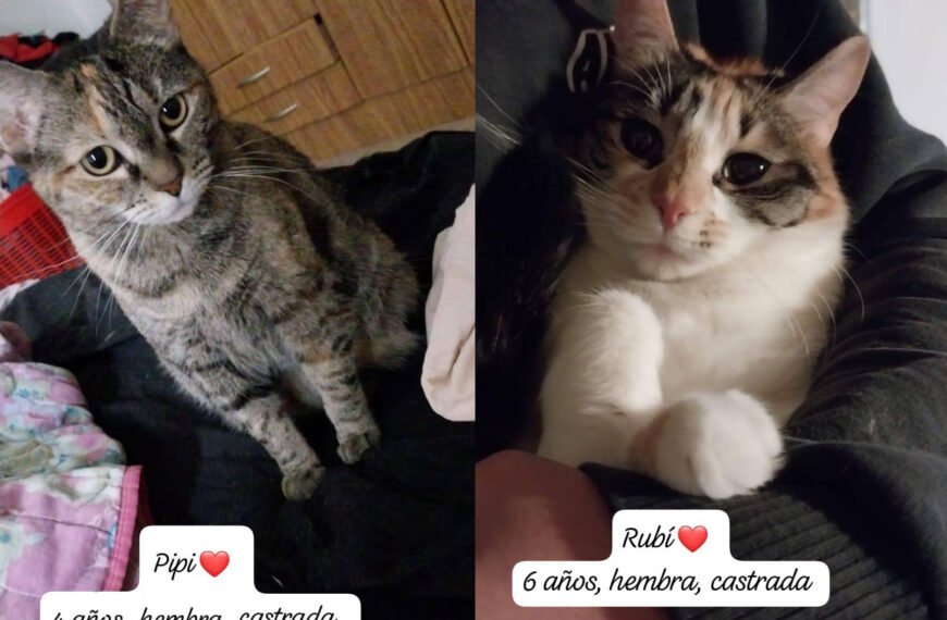 Su dueña falleció y les buscan un hogar