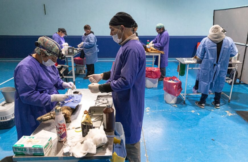 Continúan las campañas de esterilización y vacunación canina y felina