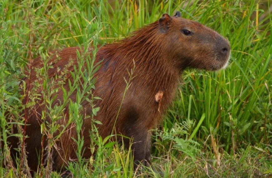 10 de Julio: Día del Carpincho
