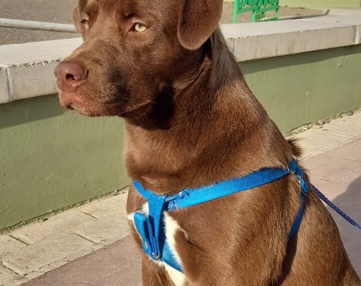 Buscan a Koba, se perdió en el barrio Divina Providencia