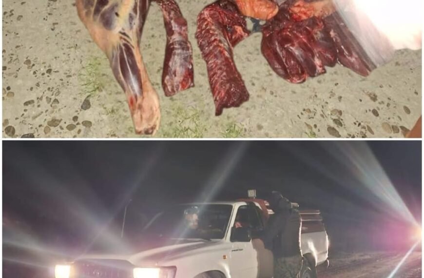 Llevaba un potrillo despostado en la camioneta y lo sorprendió la policía