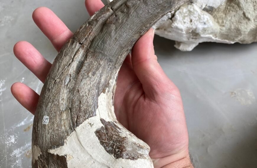 Descubrieron una nueva especie de dinosaurio carnívoro en la provincia de Chubut.