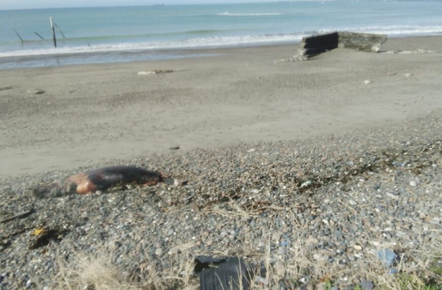 Vecinos y visitantes de la playa de Km 5 solicitan que retiren un lobo marino muerto