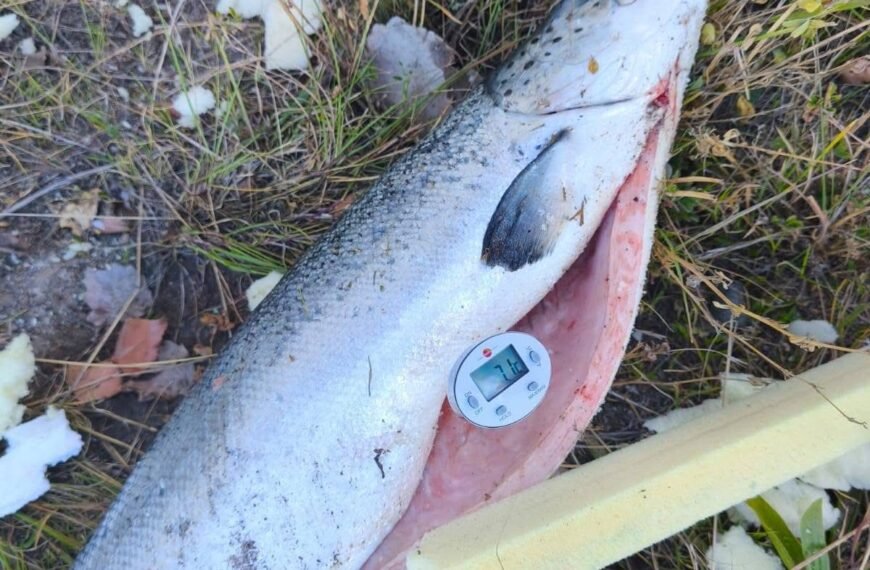 Bromatología confirmó que los salmones no estaban aptos para consumo