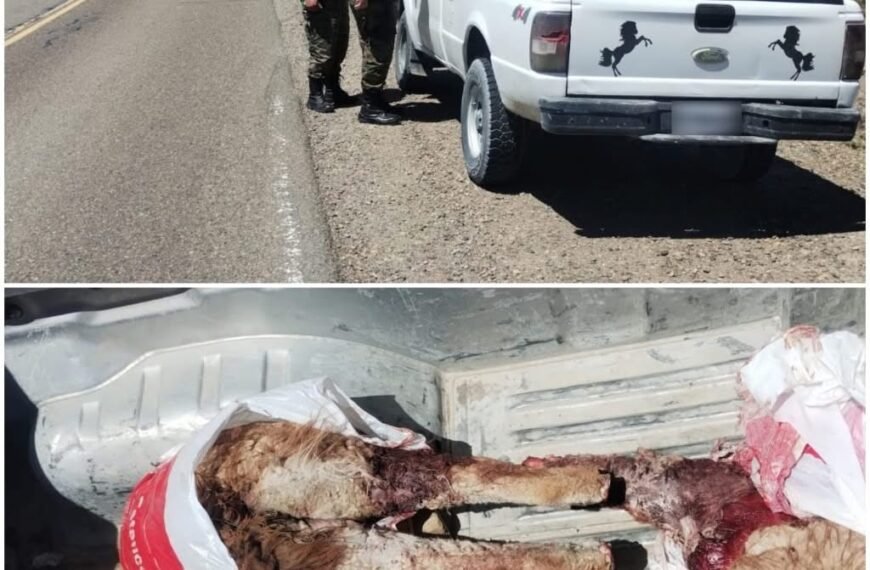 En un control policial secuestraron carne de guanaco faenada