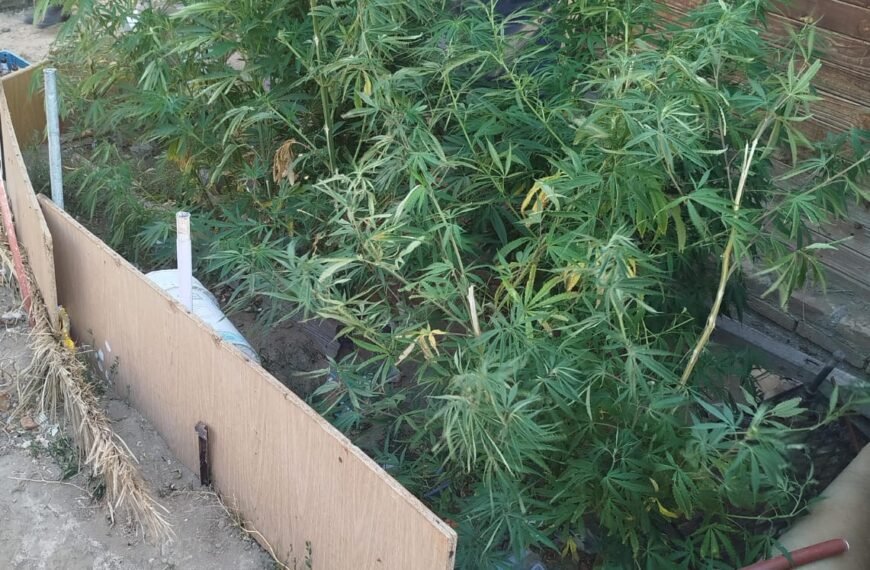 Encontraron doce plantas de marihuana en barrio Sismográfica durante el rescate de mascotas