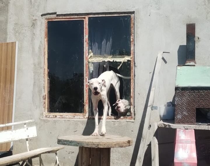 Rescate de animales en el barrio Sismográfica: «No podían seguir en esas condiciones»