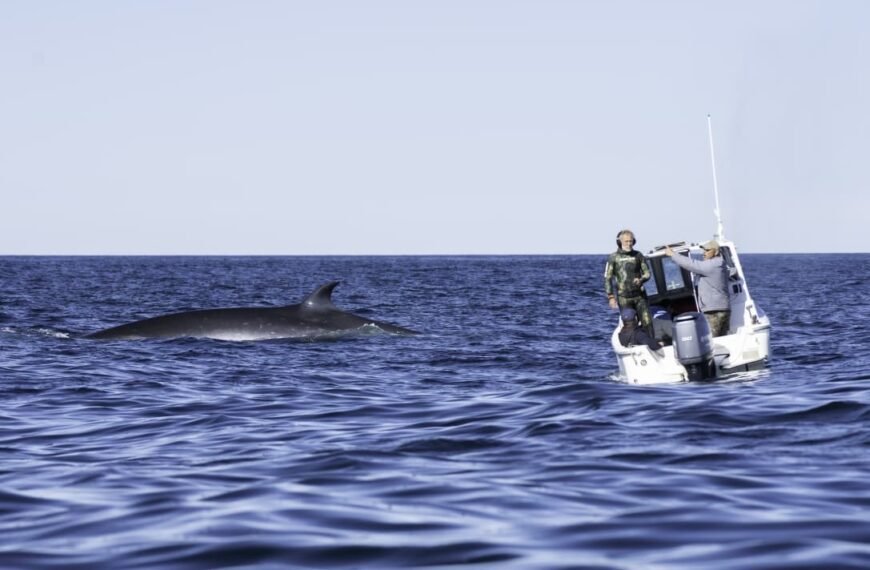 Se formaliza el Estudio de Impacto Ambiental para el Avistaje Embarcado de Ballenas Sei