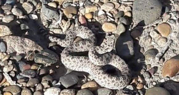 Alertan a vecinos de Próspero Palazzo tras el&hellip;