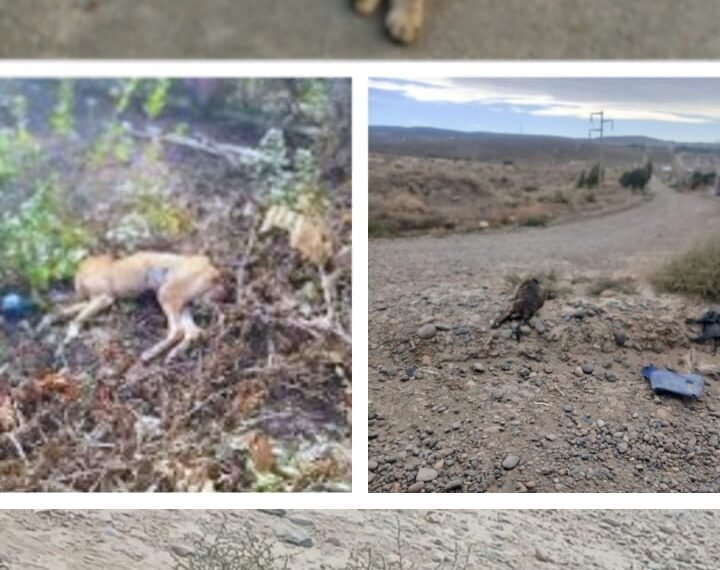 Vecinos de Fracción 14/15 alertan por presunto envenenamiento de mascotas