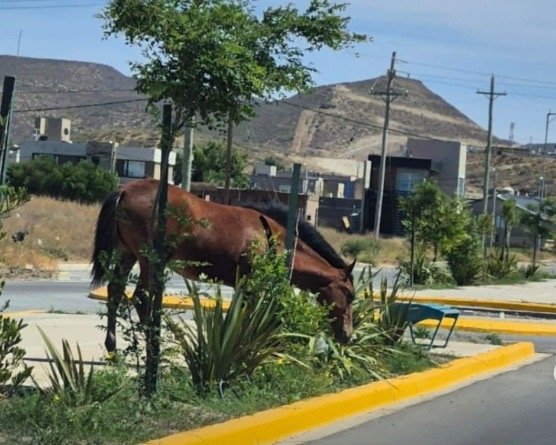 Impulsan un proyecto para proteger la fauna silvestre y fortalecer la seguridad