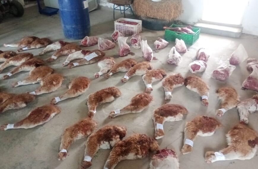Allanamientos en Camarones por caza furtiva y armas ilegales: secuestran 300 kilos de guanaco y hay dos policías implicados