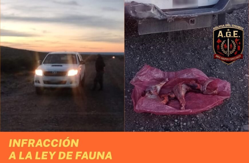 Secuestran un ñandú patagónico cazado ilegalmente en zona rural