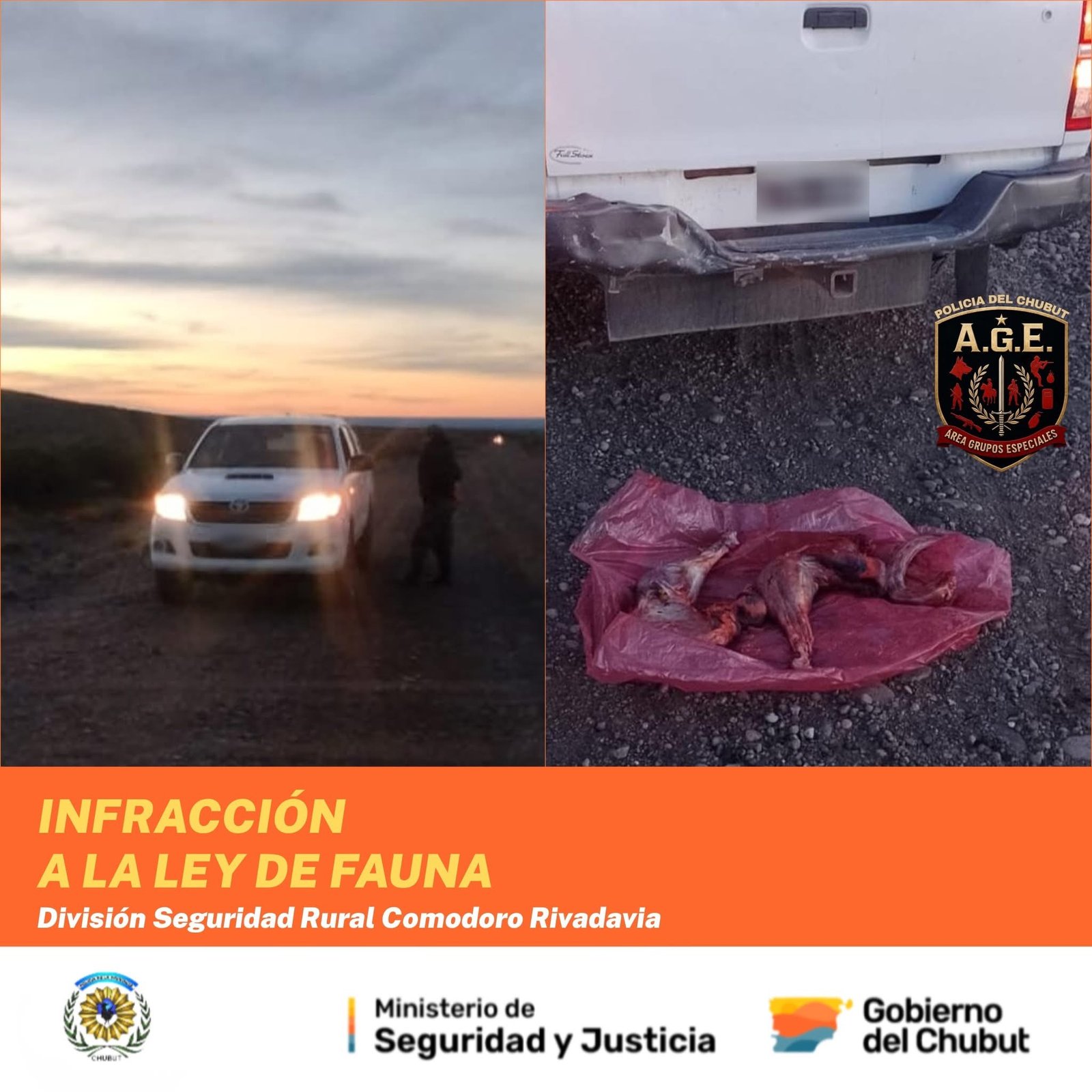 Secuestran un ñandú patagónico cazado ilegalmente en zona rural