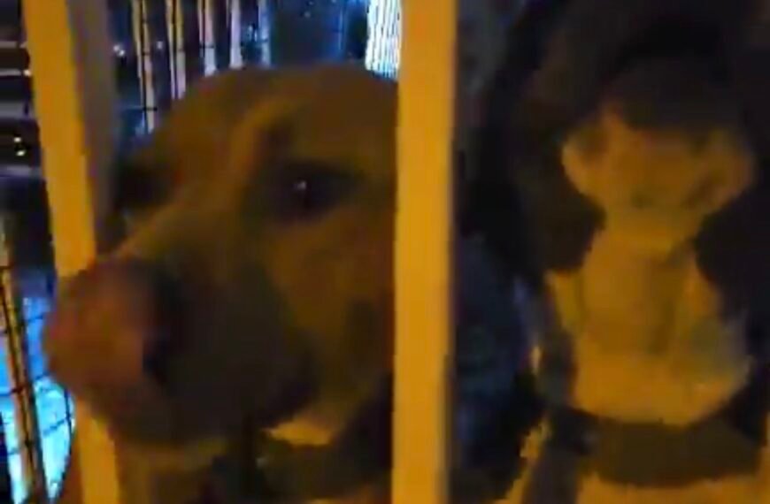 Rescataron a perros víctimas de maltrato tras la viralización de un video en Palazzo