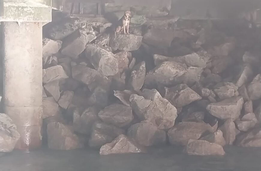 Rescataron a un perro que había sido arrastrado por la marejada en el puerto