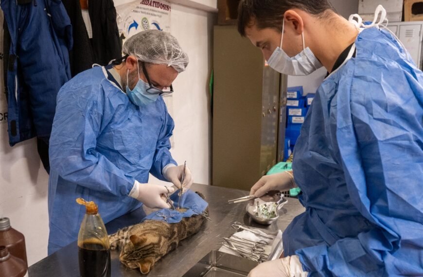 El Colegio Médico Veterinario de Chubut respaldó a profesionales municipales y cuestionó ataques en redes