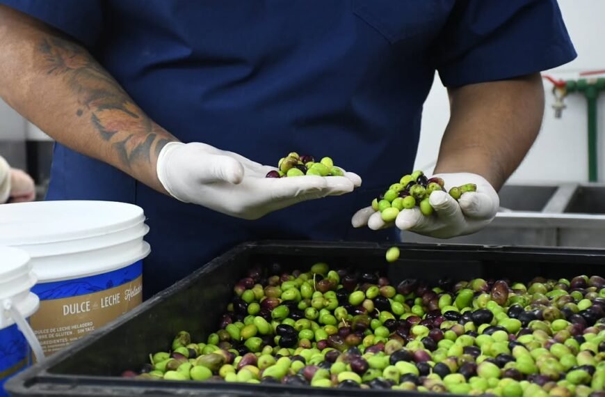 Comenzó la cosecha de olivares públicos y ya se produjeron 66 litros de aceite de oliva virgen extra