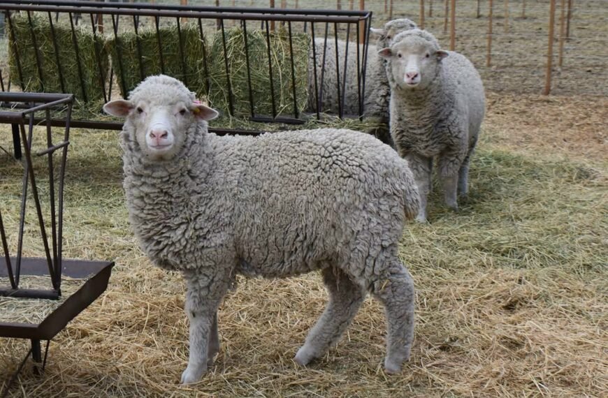 Criadores de Merino alertan por focos de sarna&hellip;