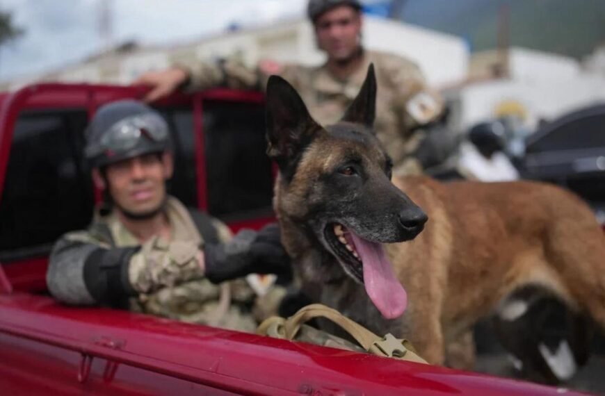 Bart, el perro rescatista que salvó a dos niños tras el terremoto en Venezuela