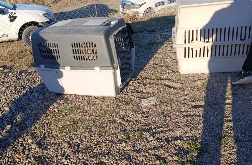 Rescatan dos perros en un allanamiento por presunto&hellip;
