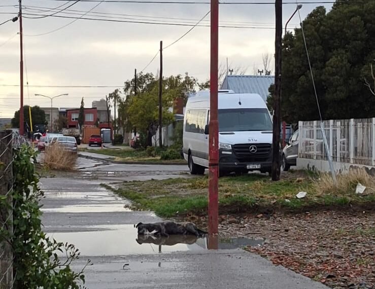 Denuncian una descarga eléctrica en un poste y la muerte de un perro en Standard Norte