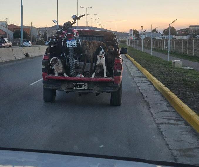 Indignación por el traslado de cinco perros en la caja abierta de una camioneta