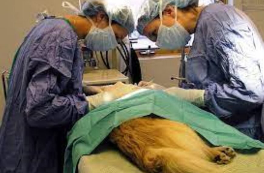 Convocan a una movilización para exigir castraciones masivas y políticas de control animal